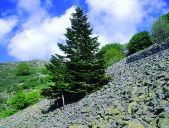 Il sentiero degli Abies nebrodensis (versante meridionale)