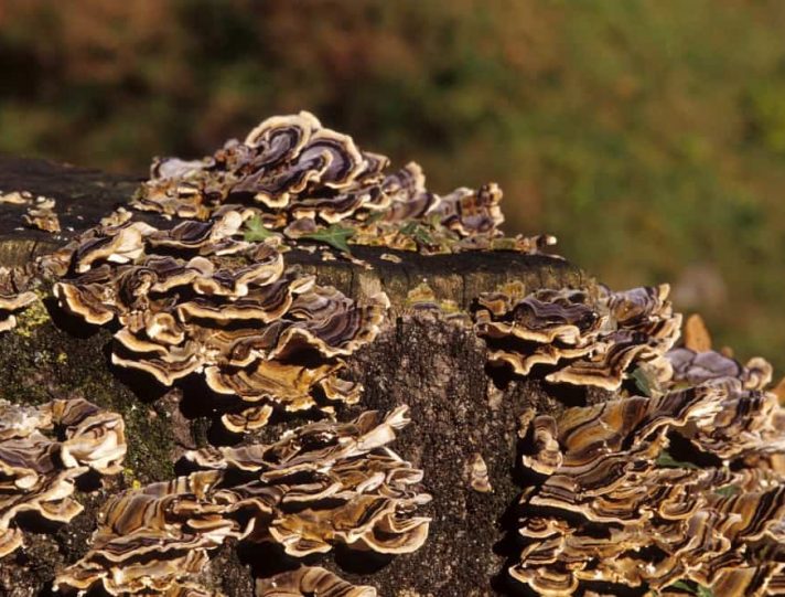 Sentieri nel Parco Nazionale della Val Grande