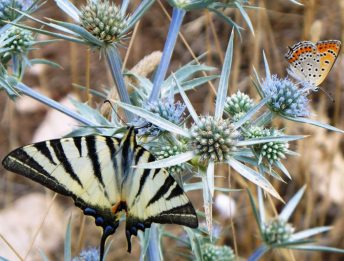 Trekking ad Altamura: Itinerario delle Chiese Rupestri