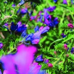 Il Tour delle cime di Velino e Sirente / 4a Tappa