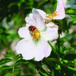 Il Tour delle cime di Velino e Sirente / 2a Tappa
