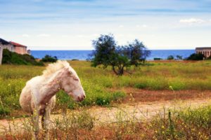 Isola Asinara: il sentiero del Castellaccio
