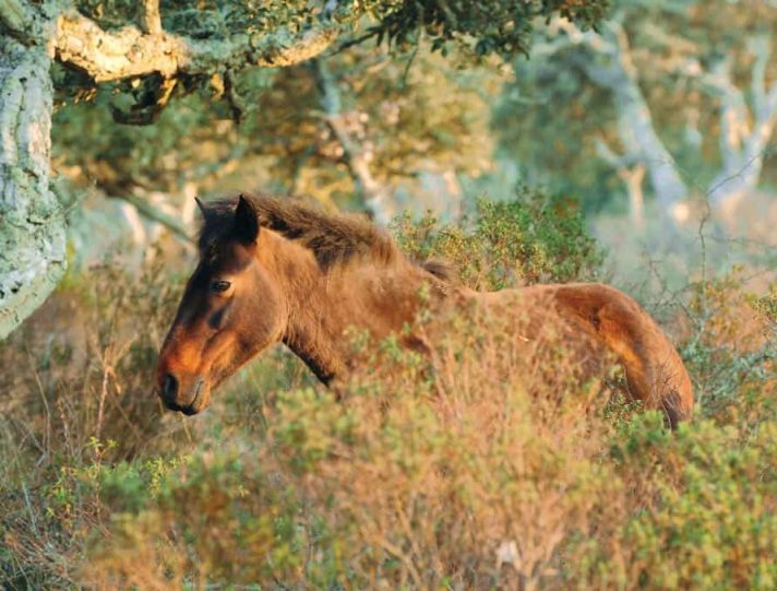 Barumini: da Tuili all’altopiano della Giara