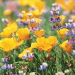 Montagne reali: Valle di Viù