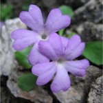 Grigna Settentrionale: al rifugio Bogani da Prato San Pietro