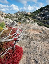 Parco della Maddalena: Caprera
