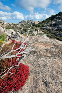 Parco della Maddalena: Caprera