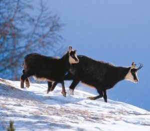 Val di  Rabbi: Malga Monte Sole