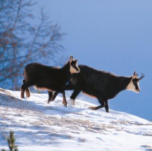 Val di  Rabbi: Malga Monte Sole