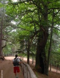 I Giganti di Cozzo del Pesco