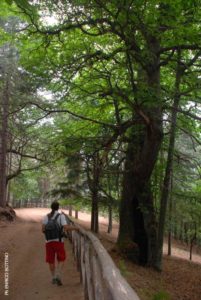 I Giganti di Cozzo del Pesco