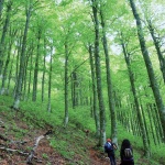 Appennino campano: Motola