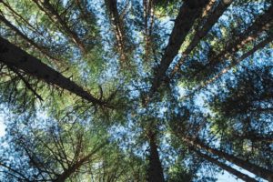 Fallistro: i patriarchi della natura in Sila Grande