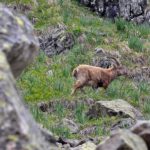 Il vallone di Lourousa e il rifugio Morelli Buzzi