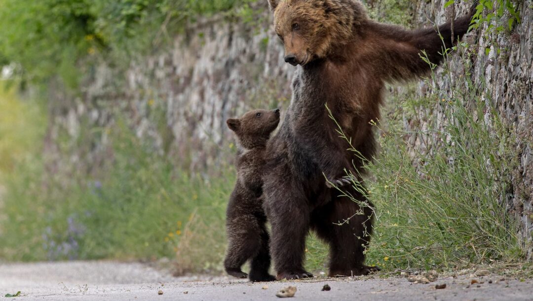 Foto premiata Obiettivo Terra 2025 - Orsa con suo cucciolo
