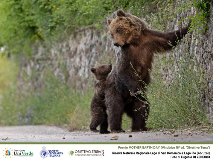 Foto premiata Obiettivo Terra 2025 - Orsa con suo cucciolo